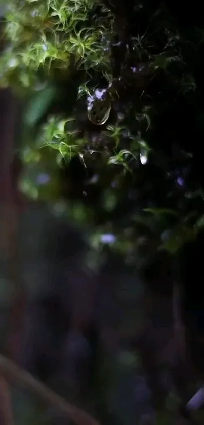 Dew on lush green leaf in nature.