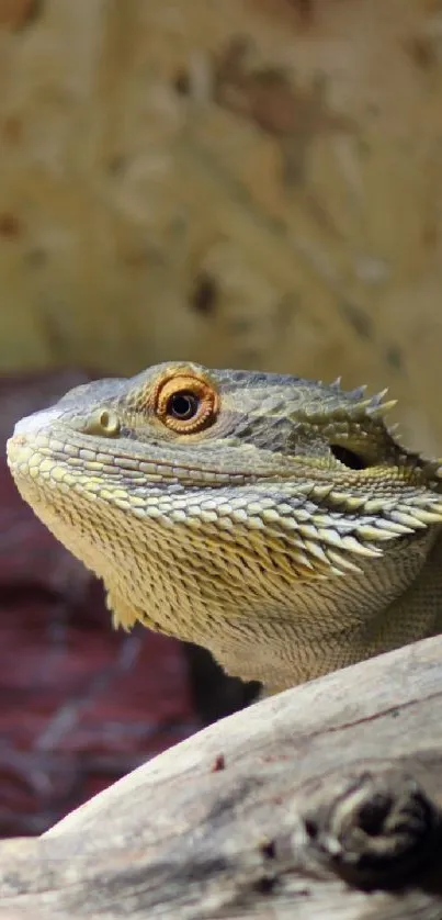 Close-up of a bearded dragon in a natural habitat with earthy tones.