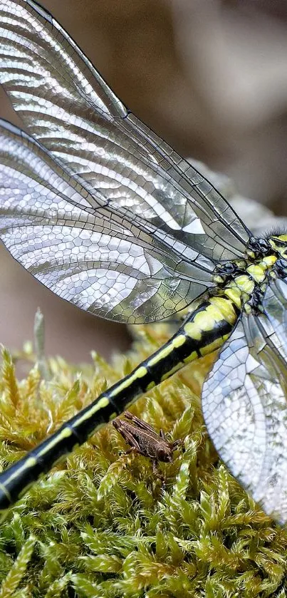 Dragonfly resting on bright green moss, close-up view.