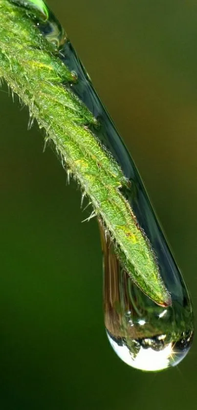 Closeup of a water droplet hanging from a green leaf.