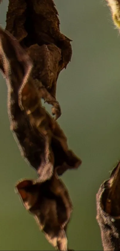 Close-up of dried leaves showing intricate details in nature.