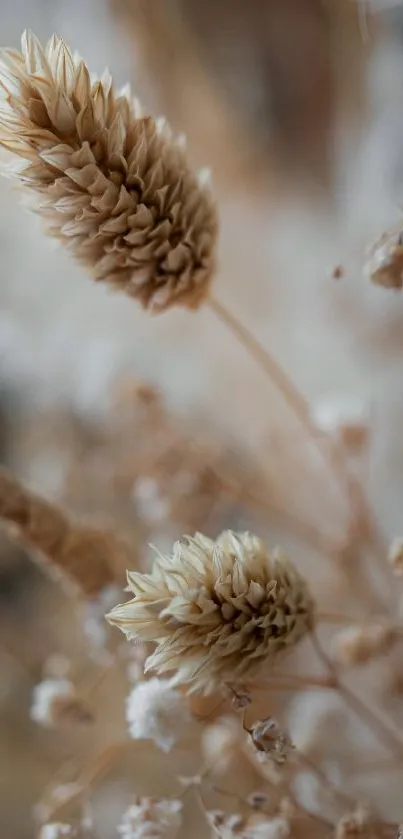 Mobile wallpaper with delicate dry flowers in neutral tones.