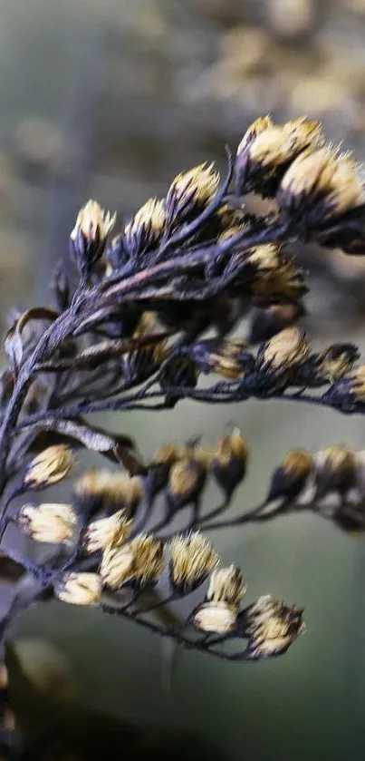 Close-up of brown wildflowers on a mobile wallpaper background.