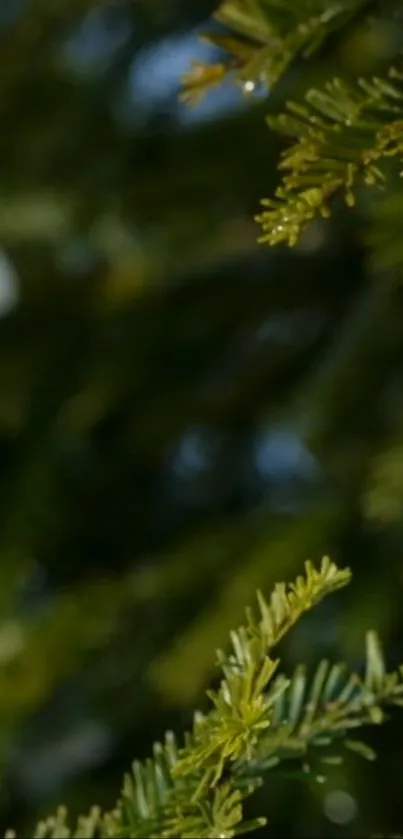 Close-up of green pine branches with water droplets in morning light.