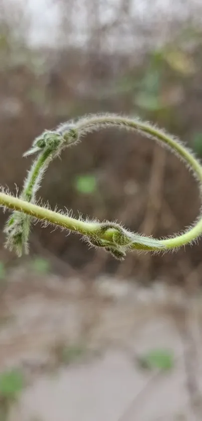 Elegant green vine in a circular loop against a natural background.