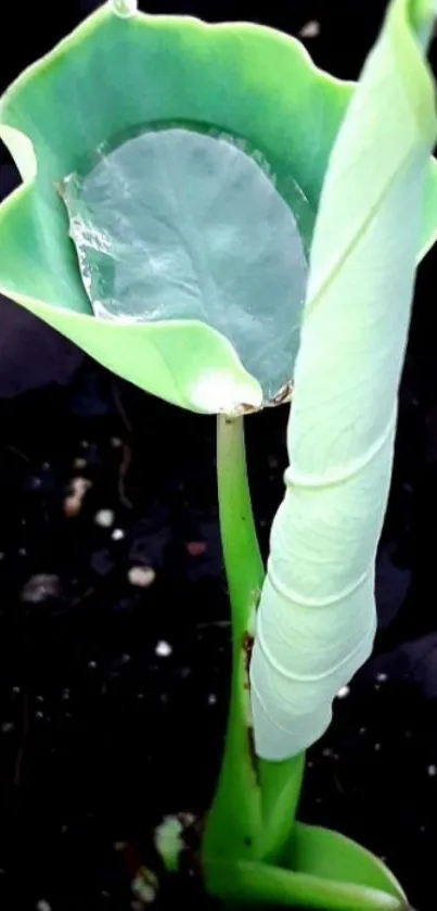 Close-up of an elegant green leaf with water droplet on a dark background.