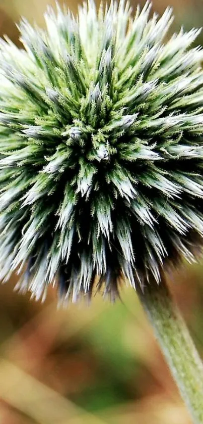 Close-up of green thistle plant on a nature-themed wallpaper.