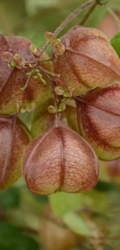 Brown seed pods hanging on branches with green leaves.