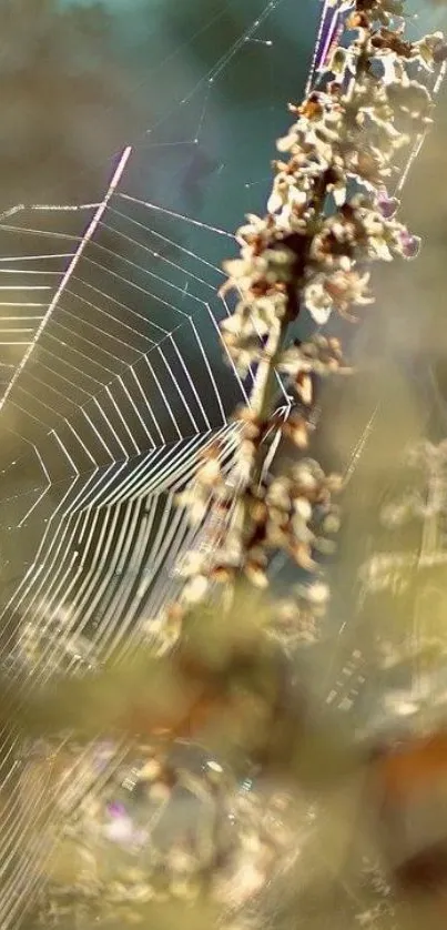 Glistening spider web with natural elegance and warm beige tones.