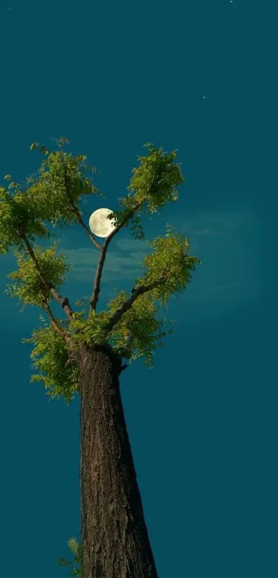 Tall tree with moon in a teal night sky wallpaper.