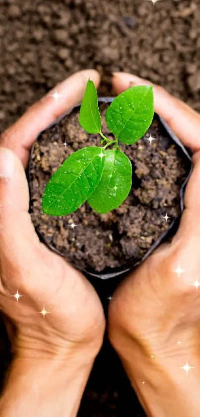 Hands gently holding a green plant in rich soil.