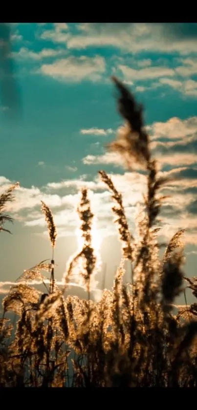 Sunlit reeds with a golden glow during sunset under a vibrant sky.