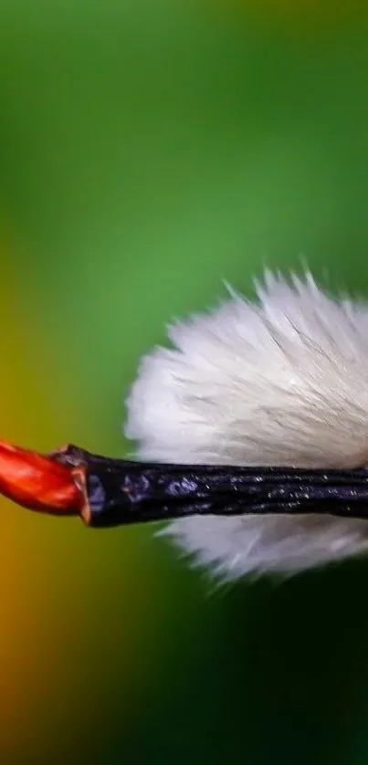 Close-up of a blossom against a green background, showcasing vibrant natural beauty.