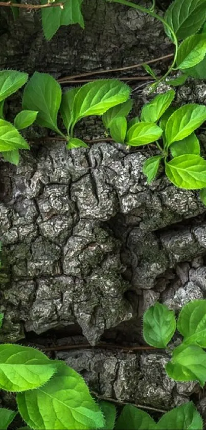 Vivid green leaves on rugged tree bark wallpaper.