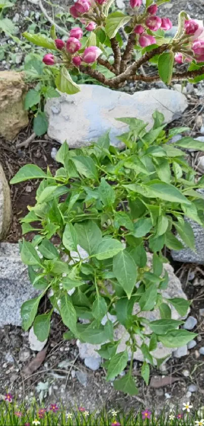 Green plants and pink flowers among rocks in a natural setting.