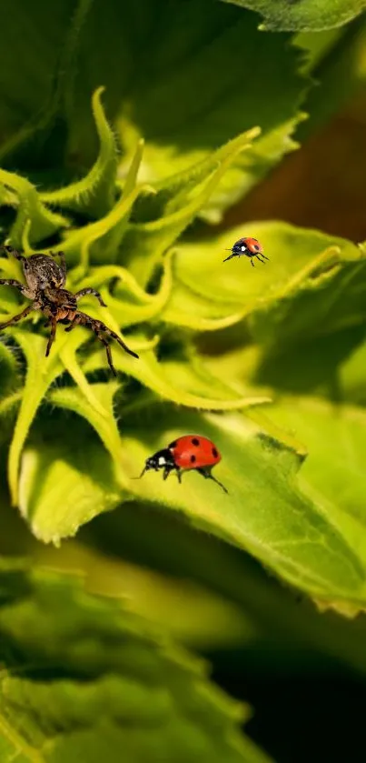 Green plant with ladybugs in vivid nature wallpaper.