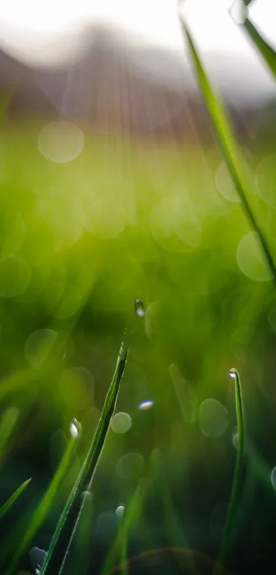 Serene green blades with bokeh effect enhancing tranquility.