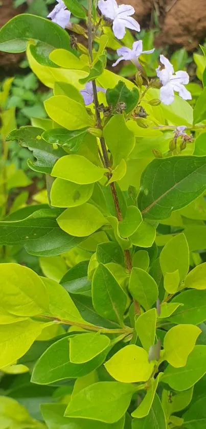 Green leaves with purple flowers on nature wallpaper.