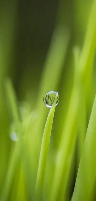 Close-up of dewy green grass, perfect for nature wallpaper.