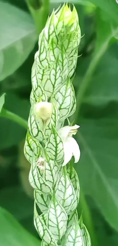 Close-up of green plant with detailed leaves and white flowers.