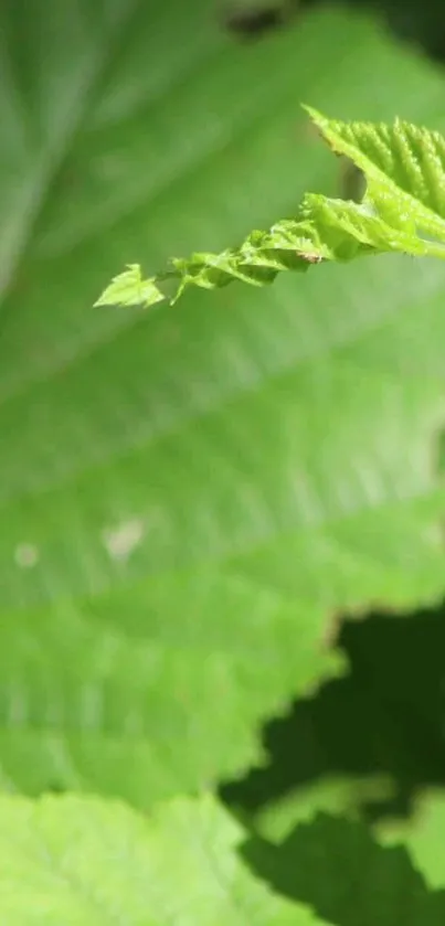 Vibrant green leaf close-up wallpaper