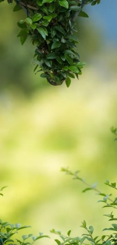 Green leaves against a soft blurred background, creating serenity.