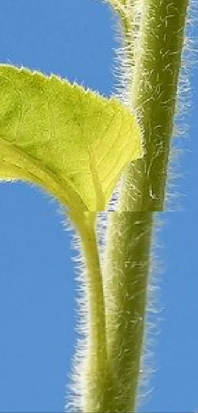 Close-up of a green leaf and stem against a bright blue sky.