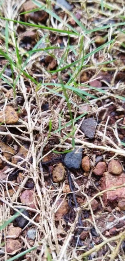 Close-up of earthy ground with grass and rocks.