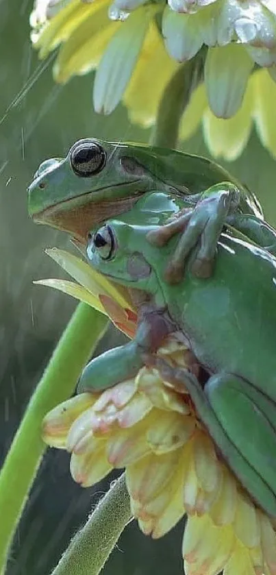 Two green frogs perched on vibrant flowers in a natural setting.