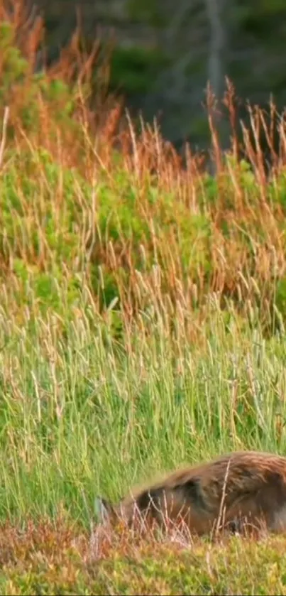 Serene meadow scene with lush green grass.