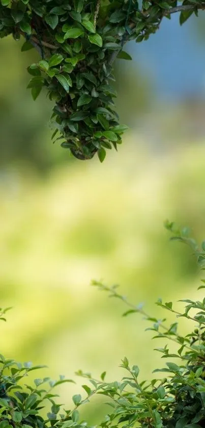 Heart-shaped green leaves on blurred natural background.