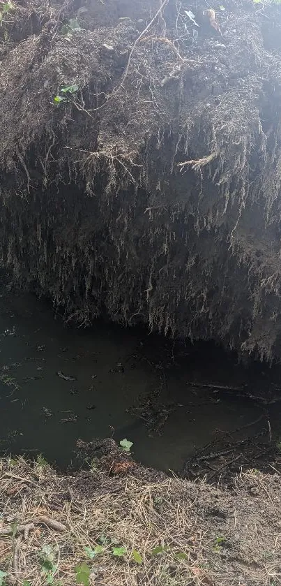 Exposed tree roots above a dark soil ground in nature.