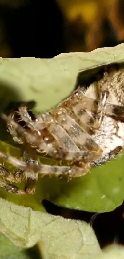 Closeup of a spider hiding beneath a green leaf.