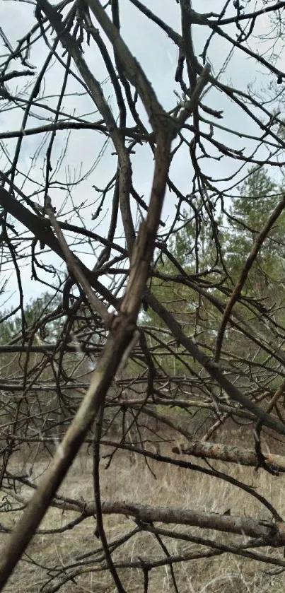 Bare branches against forest background wallpaper.