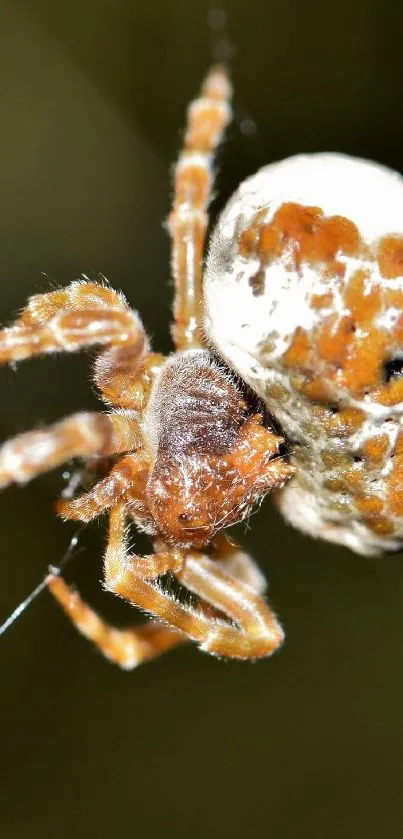 Closeup of a spider in nature on a web.