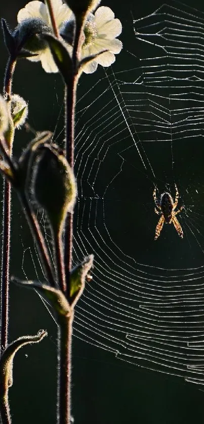 Spider weaving web with flowers background.