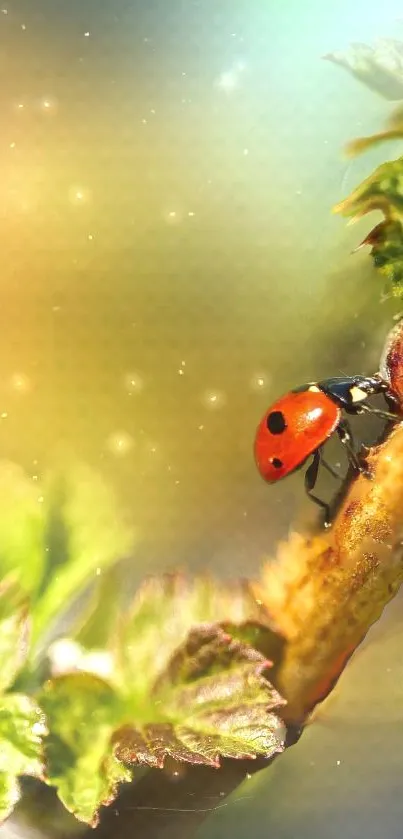 Mobile wallpaper of a ladybug on a branch, soft-focus background.