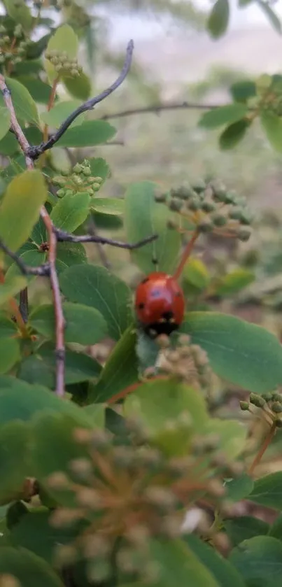 Ladybug on green leaves, close-up nature wallpaper.