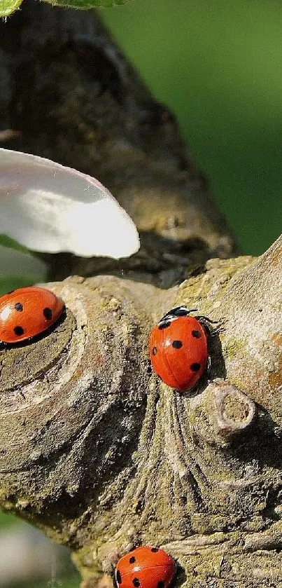 Ladybugs on a tree branch with a flower.