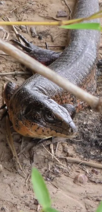 Lizard resting on dirt under branches.