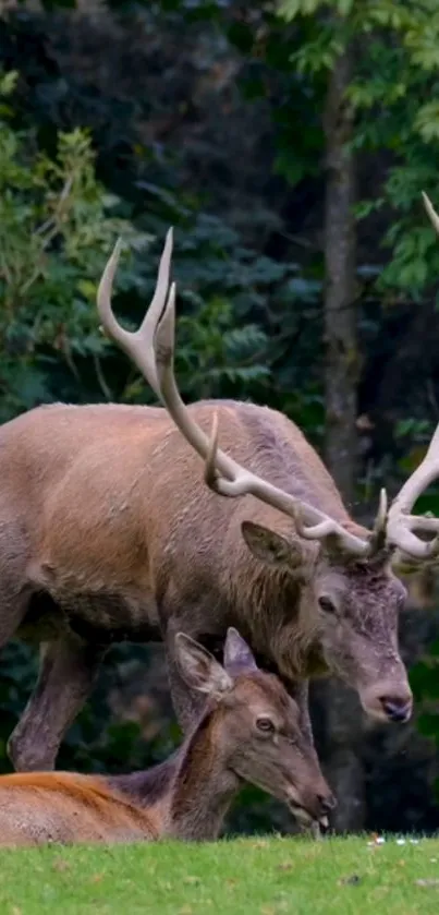 Majestic deer resting in a lush green forest.