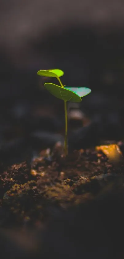 Minimalist mobile wallpaper of a green sprout.