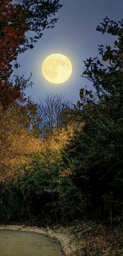 Full moon illuminating a forest path at night.