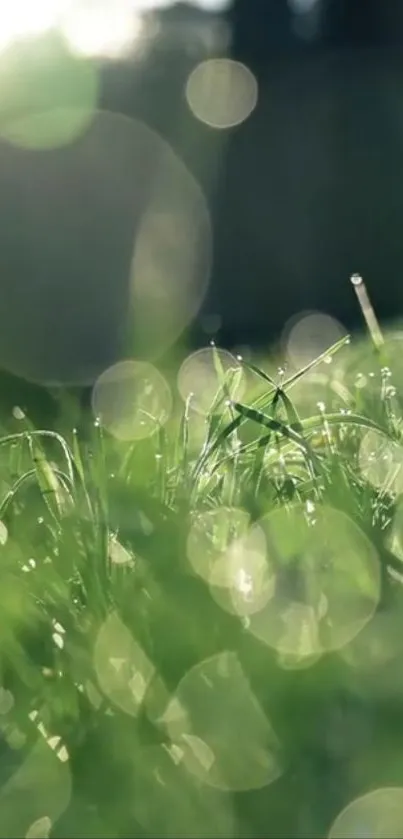 Dew glistening on green grass in morning sunlight.