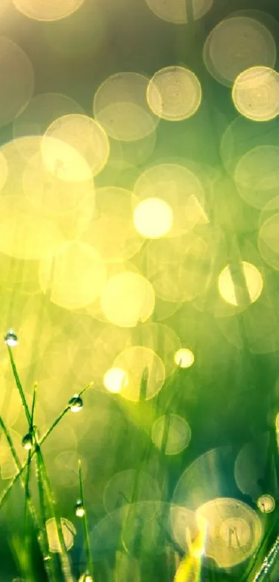 Nature wallpaper with morning dew and bokeh effect creating a serene atmosphere.