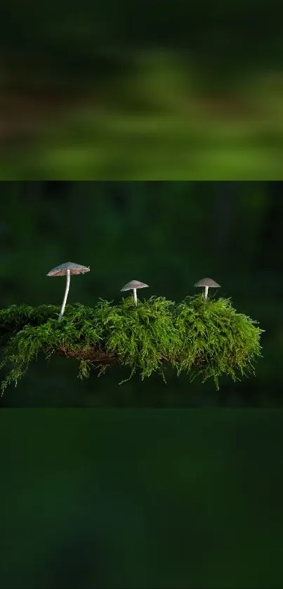 Three delicate mushrooms on vibrant green moss in a forest.