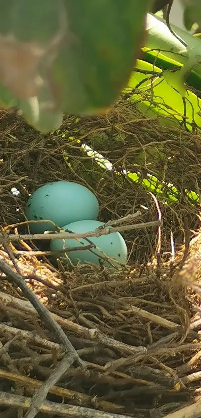 Nature wallpaper featuring a nest with blue eggs nestled in greenery.