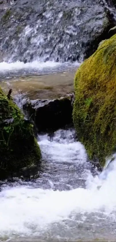 Tranquil stream flowing over moss-covered rocks in nature.