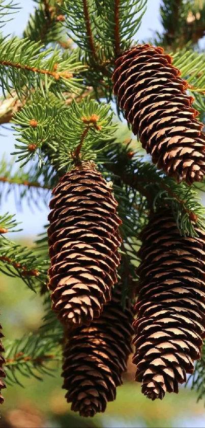 Cluster of pine cones on a tree branch.