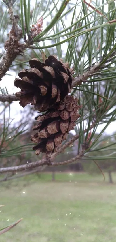 Close-up of a pinecone on a branch with green foliage and park in background.